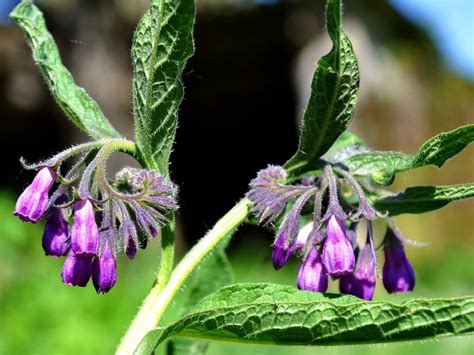 Planting and Growing Comfrey, Extensive Guide | Plant Lexicon