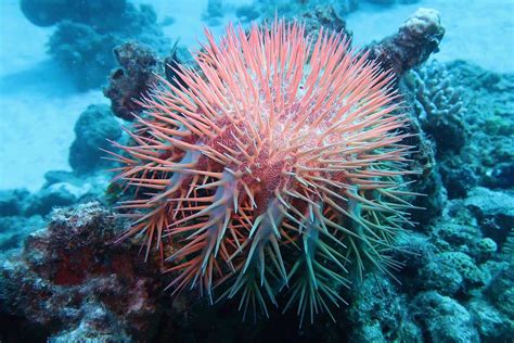 Coral-eating starfish threaten Great Barrier Reef | New Scientist