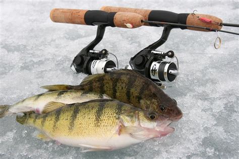 Fishing Central Perch Ice Fishing Gear - World Fishing Network | Ice fishing gear, Fish, Ice fishing