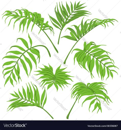 Green palm leaves isolated Royalty Free Vector Image