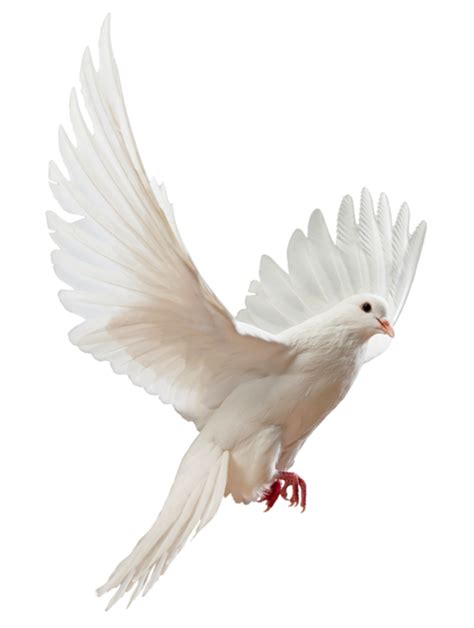 15 Doves flying png for free download on YA-webdesign | Dove pictures ...