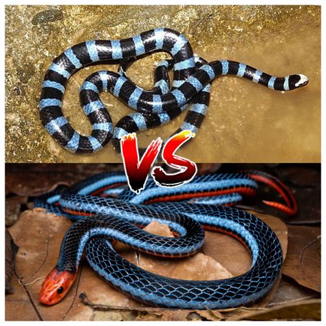 #malayan blue coral snake on Tumblr