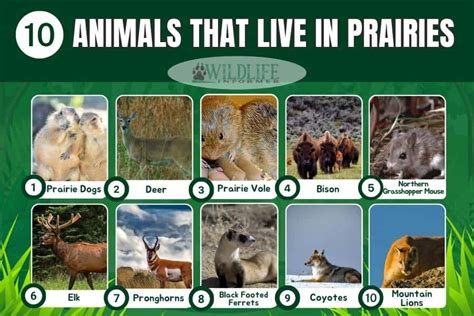 10 Examples of Animals That Live in Prairies - Wildlife Informer