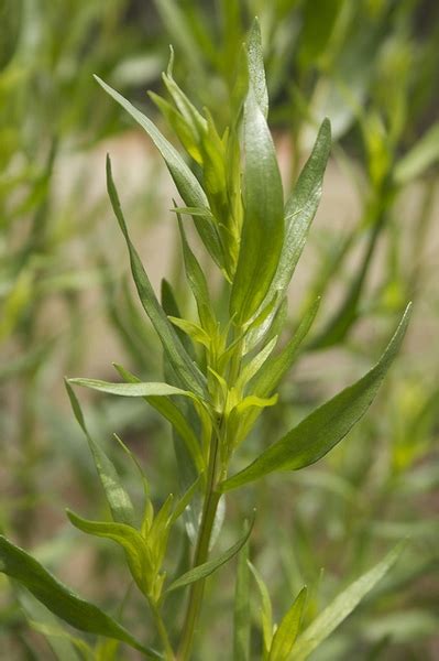 Artemisia dracunculus (Dragon Plant, Dragon Sagewort, Estragon, Herbaceous Sagewort, Pinon ...