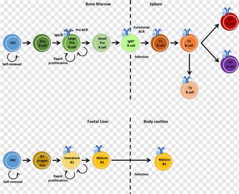 S, Diagram, Technology, AOL, Point, Jewellery, Body Jewellery, B Cell ...