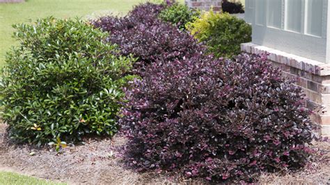 Loropetalum Care | Plant Addicts