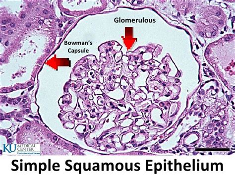 Histology Lab Image Information