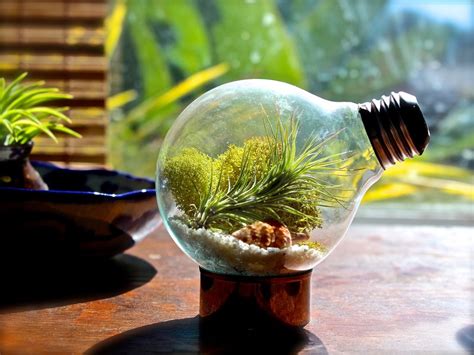 Teraryum (Terrarium) Nedir ? - Bunu Biliyor muydunuz