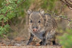 31 PICKY PECCARIES ideas | javelina, collared peccary, mammals