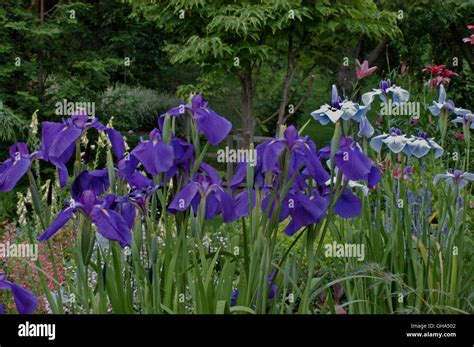 Iris ensata, blue, Japanese Iris Stock Photo - Alamy