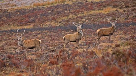 Red Deer Habitat | Wildlife Online