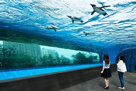 Sunshine Aquarium | The Official Tokyo Travel Guide, GO TOKYO Tokyo ...