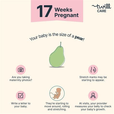 17 Weeks Pregnant: Symptoms, Baby's Size, Weight Gain, Ultrasound Info & More - Twill Care