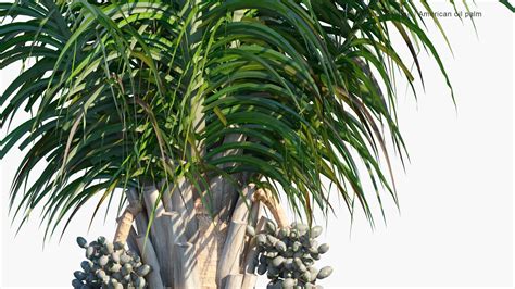 High Poly | Attalea Cohune (Cohune Palm) 3D Model - GlobePlants