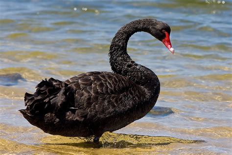 black swan - Wiktionary, the free dictionary