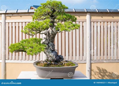 Bonsai White Pine