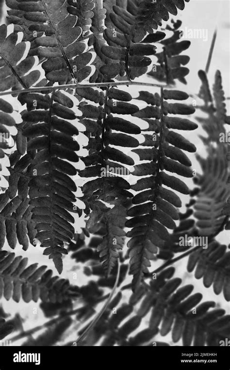 Summer fern growing in the sunny meadow in black and white monochrome film negative Stock Photo ...
