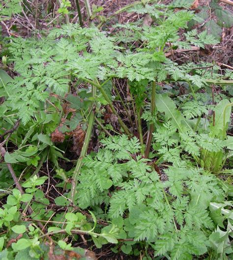 Poison-hemlock identification and control: Conium maculatum - King County, Washington