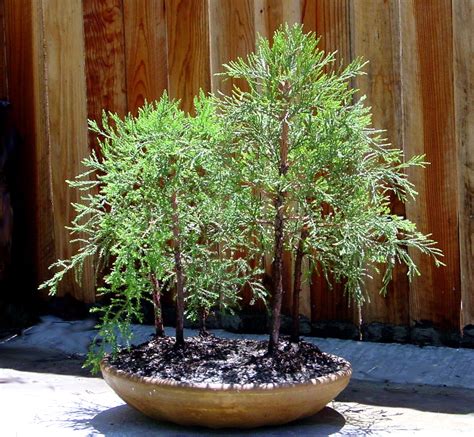 California Bonsai | Giant Sequoia Nursery