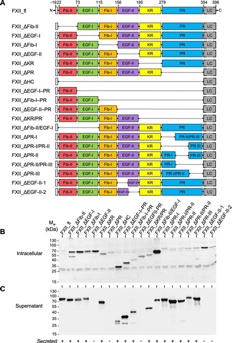 FXII deletion mutants A Schematic structure of the zymogen forms of... | Download Scientific Diagram