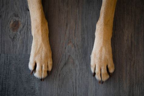 The Curious Case of “Frito Feet” | The Whole Pet Vet Hospital | The Whole Pet Vet Hospital and ...