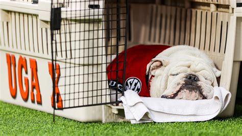 Bulldog mascot Uga X, Que, dies | 11alive.com