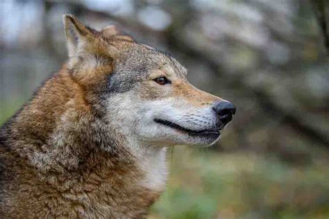 Wolf Colors: What Colors Can Wolves Be? (Common & Rare)