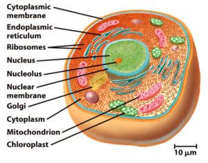 Eukaryotic Cell - राज्य शिक्षा सेवा मध्य प्रदेश