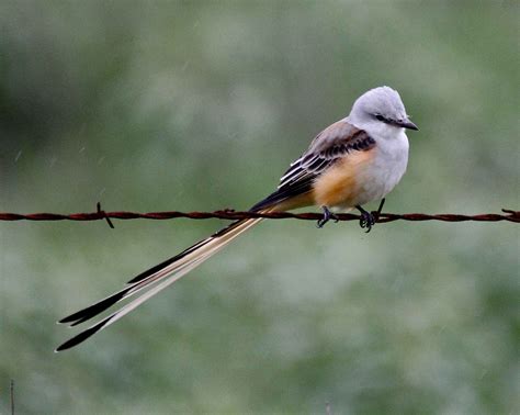 Free picture: scissor, tailed, flycatcher, bird, tyrannus forficatu