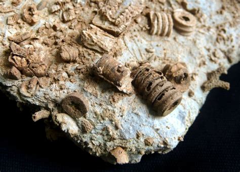 Devonian Fossil Specimen 2 | Fossil, Fossils, Leakey