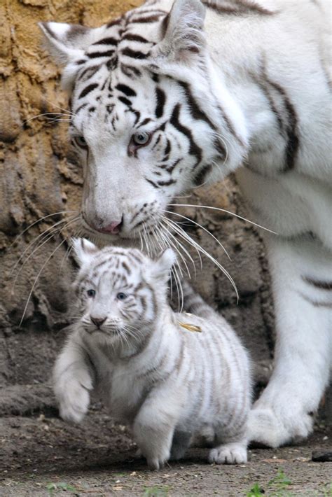 Tiger Cubs Wallpapers | HD Wallpapers (High Definition) | Free Background