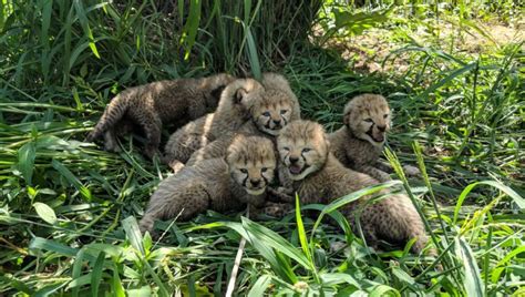 7 cheetah cubs born at Smithsonian Conservation Biology Institute | FOX 5 DC