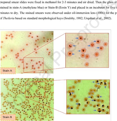 Microscopic examination of Stain-A (methylene blue) and Stain-B (Eosin... | Download Scientific ...