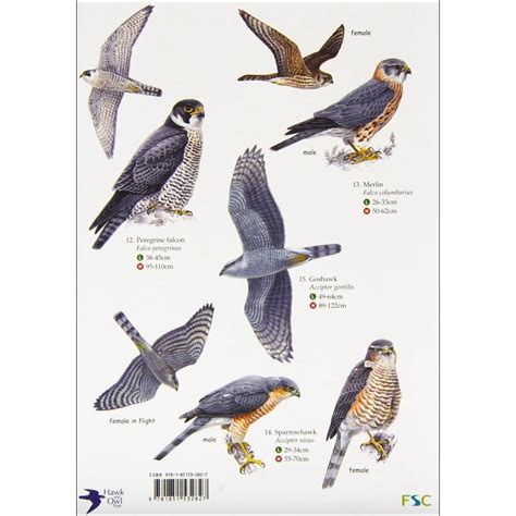 Bird Identification, Falconry, Bird Wings, Birds Of Prey, Avian, Animal Kingdom, Art Forms ...