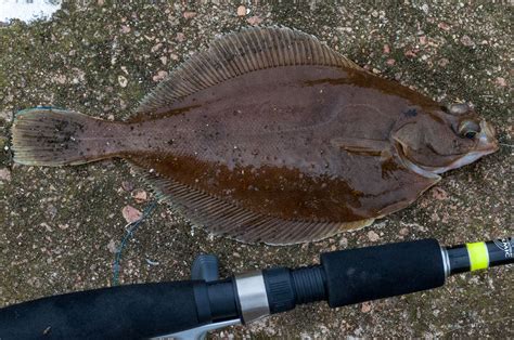 Flatfish Identification A Simplified Guide to Common Flatfish | Planet Sea Fishing