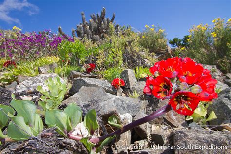 Atacama Desert flora | Botanical trips | Far South Expeditions