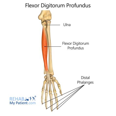 Flexor Digitorum Profundus | Rehab My Patient