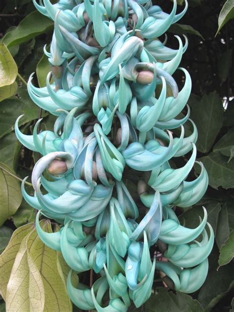 THE JADE VINE - Strongylodon macrobotrys |The Garden of Eaden