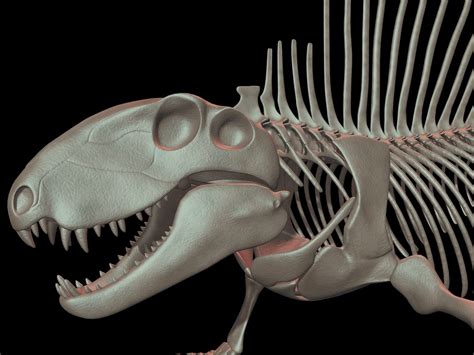 Dimetrodon Skeleton 3D Model $129 - .obj .max - Free3D