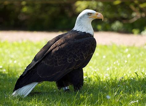 How To Identify Bald Eagle Feathers: Guide For Identification And Handling