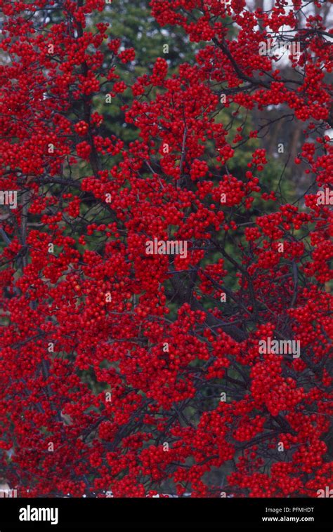 Ilex 'Sparkleberry', holly with vivid red berries Stock Photo - Alamy