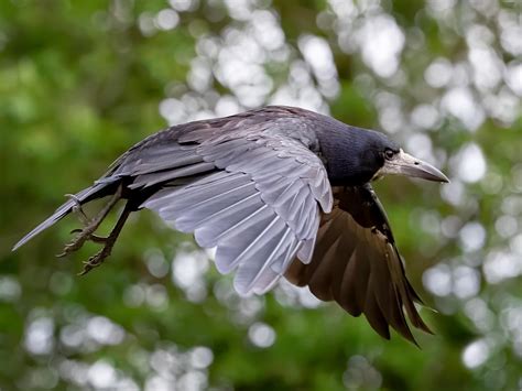 Rook Bird Facts (Corvus frugilegus) | Birdfact