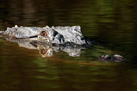 American Alligator Hunting Photograph by Clay Coleman/science Photo Library - Pixels