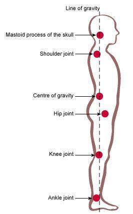 plumb line posture analysis - Google Search | Benefits of Exercise ...