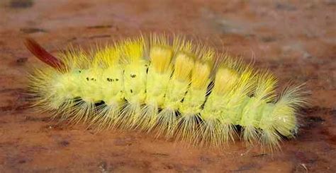 Yellow Caterpillars with Identification Guide and Pictures | Nestia