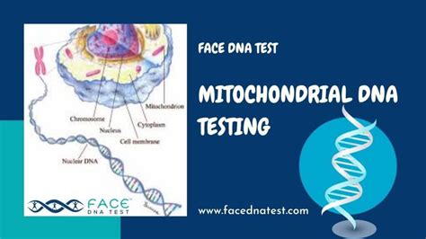 Ancestry DNA Testing Denver | Sibling DNA Test Dallas - Face DNA Test