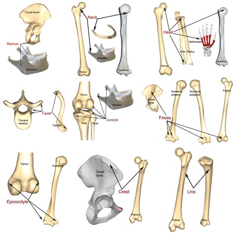 Bone markings, processes, and cavities | Human Anatomy and Physiology ...