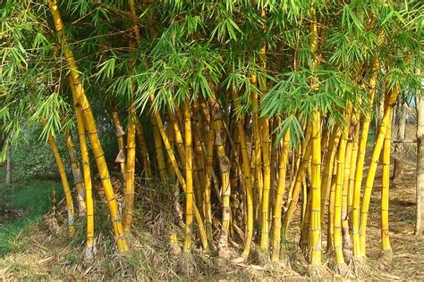 How to Prune & Trim Bamboo Plants | Bamboo Plants HQ