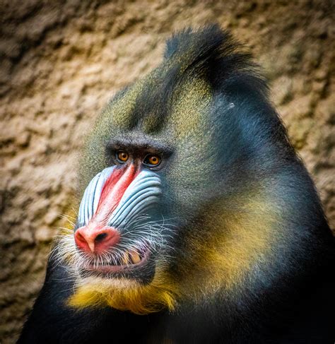 Mandrill Teeth