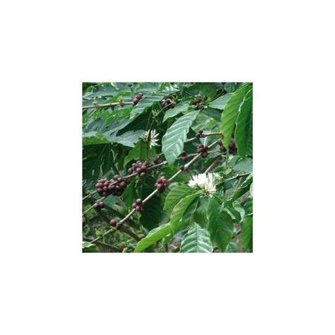 Coffea arabica seeds Coffee for sale